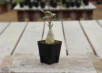 アデニウム 沖縄実生