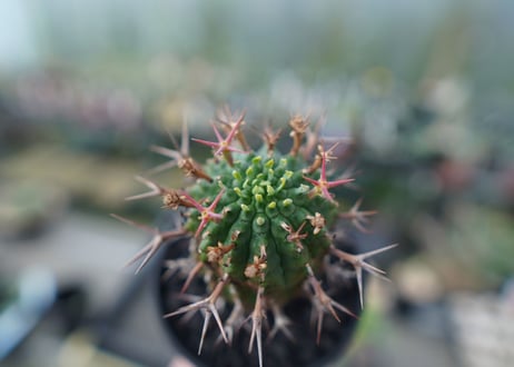 ユーフォルビア　群星冠　Euphorbia stellispina