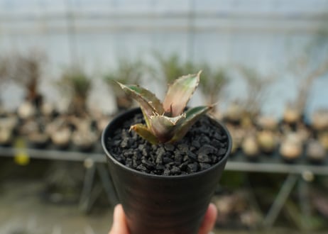 アガベ　チタノタ　MTN01　agave titanota MTN01
