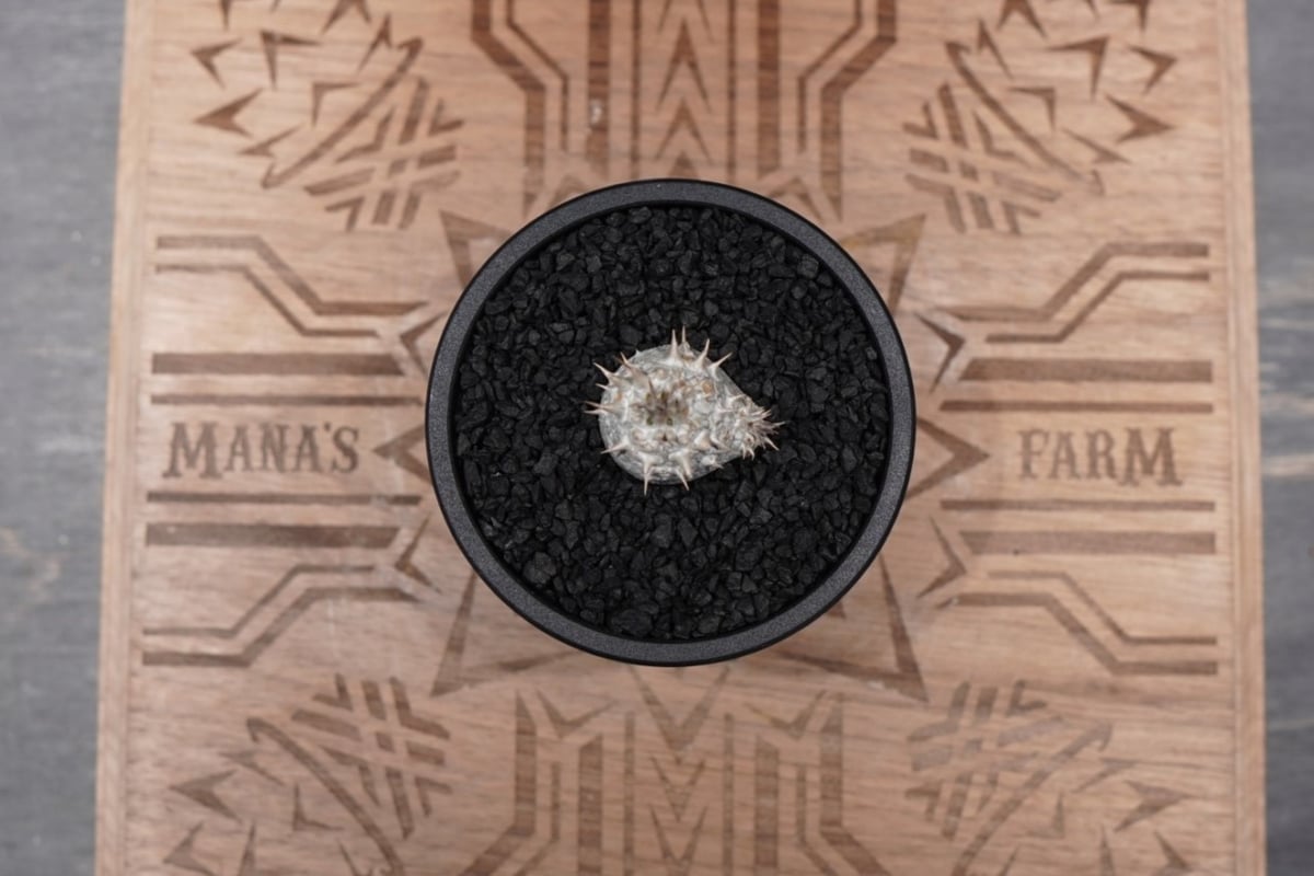 パキポディウム ホロンベンセ 沖縄実生株 No.1 | mana's farm:塊根植物