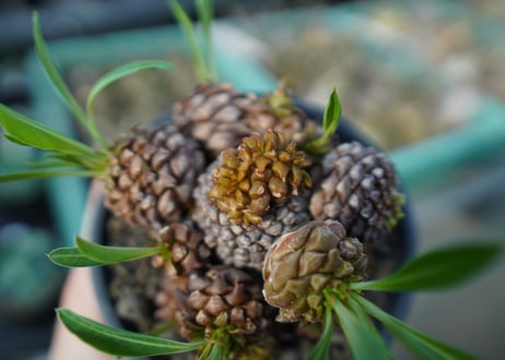 ユーフォルビア　鉄甲丸  Euphorbia bupleurifolia　E7