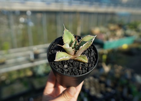 アガベ　チタノタ　FO-76 Agave titanota FO-76