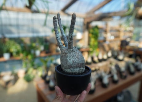 【未発根】パキポディウム　グラキリス　 Pachypodium Gracilius  No.5