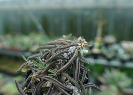 ユーフォルビア キリンドリフォリア Euphorbia cylindrifolia