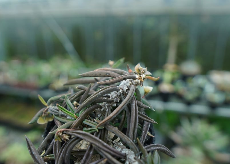 ユーフォルビア キリンドリフォリア Euphorbia cylindrifolia | man