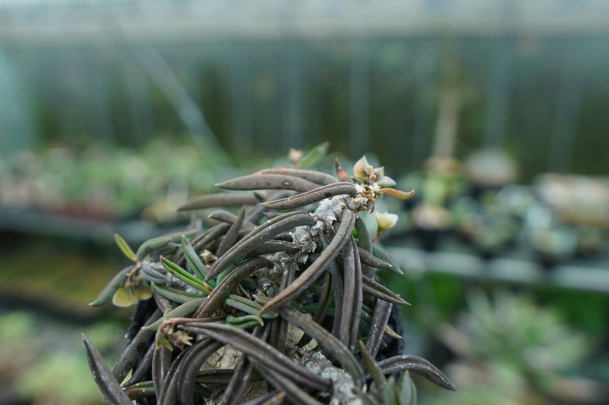 ユーフォルビア キリンドリフォリア Euphorbia cylindrifolia | man