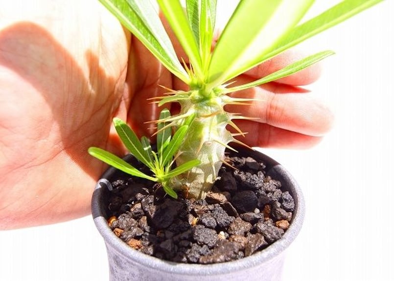 RawLifeFactory】パキポディウム アンボンゲンセ | mana's farm:塊