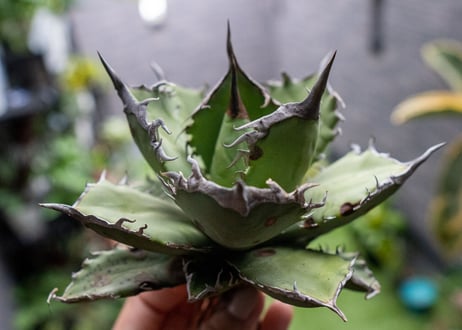 Agave titanota FO-76 B NO.5