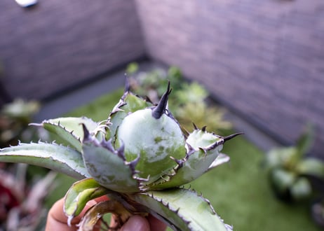 Agave B&B C NO.1