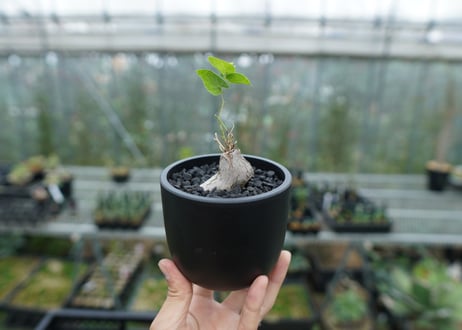 ディオスコレア　シルバティカ　Dioscorea sylvatica