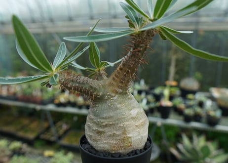 パキポディウム　グラキリス　 Pachypodium Gracilius　No.3