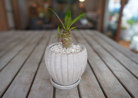 パキポディウム　​フィヘレネンセ　Pachypodium lamerei var. fiherenense