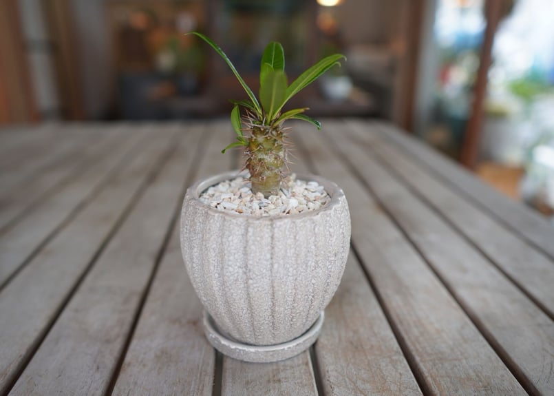 パキポディウム ​フィヘレネンセ Pachypodium lamerei var. fiher