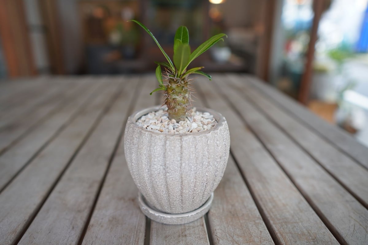 パキポディウム・フィヘレネンセ パキポディウム フィヘレネンセ Pachypodium lamerei var.fiheren