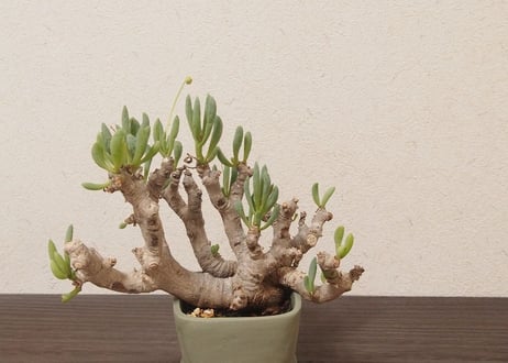 オトンナ クラビフォリア Othonna clavifolia 大株