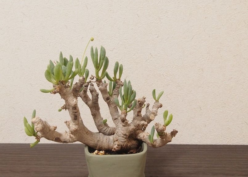 オトンナ クラビフォリア Othonna clavifolia 大株 | mana's far