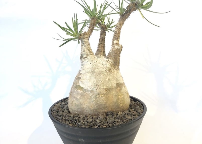 パキポディウム グラキリス No.140 | mana's farm:塊根植物・アガベ・ド