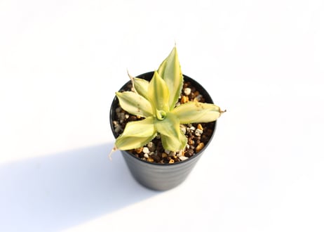 Agave  楊貴妃　№２