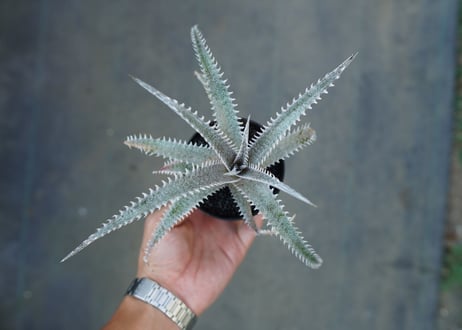 ディッキア　ハイブリッド HH×(ML×BS)　Dyckia hyb. HH×(ML×BS)