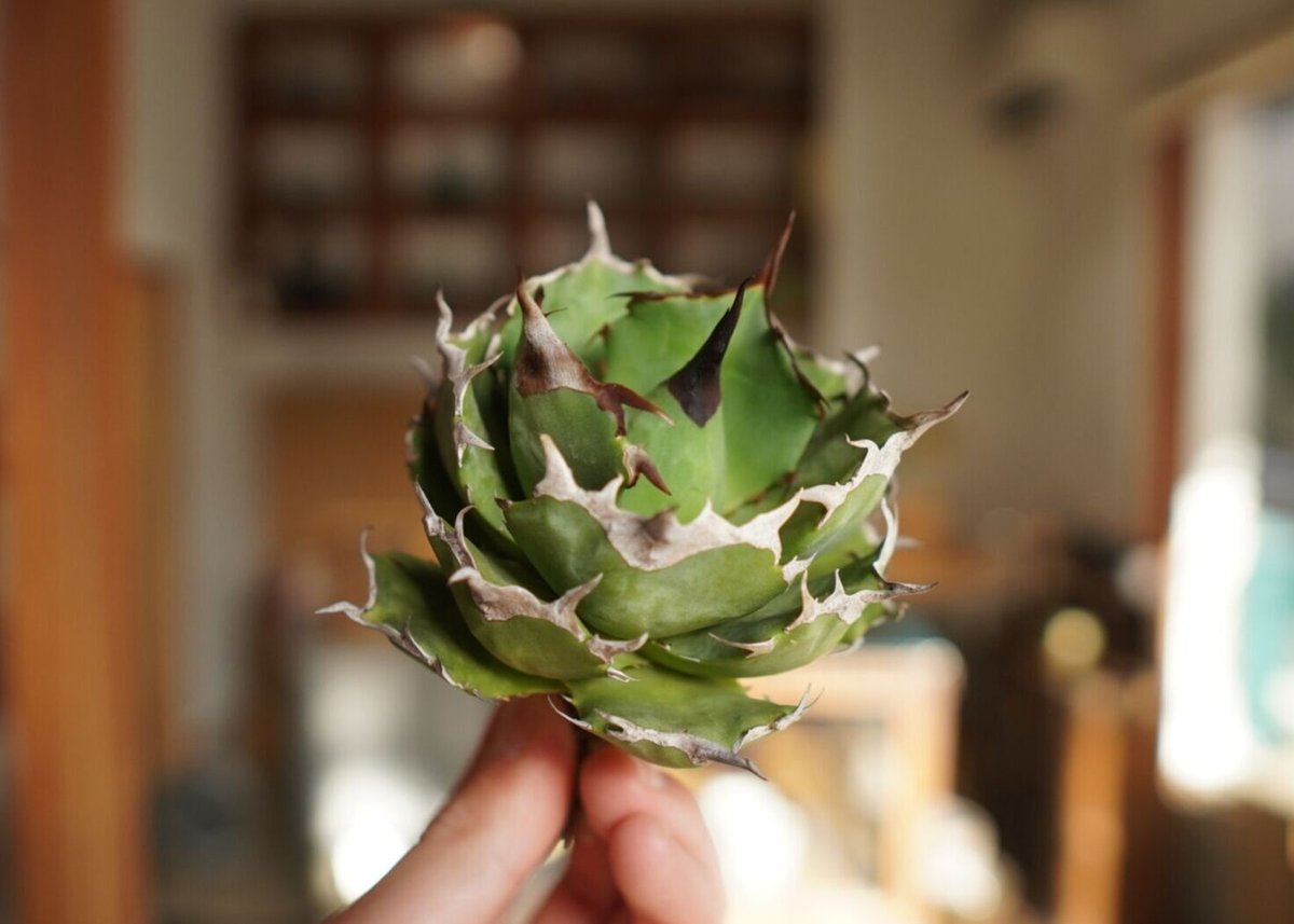 Agave titanota Goddes Kali 迦梨女神 アガベ 抜き苗 アガベ チタノタ 迦梨女神 Agave titanota “Goddes Kali” | m