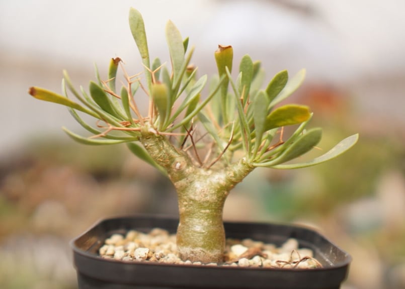 オトンナ ユーフォルビオイデス NO.1 | mana's farm:塊根植物