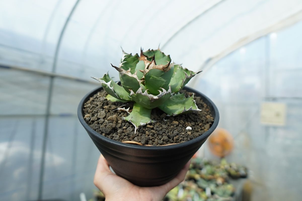 アガベ チタノタ ドワーフ agave titanota dwarf No.2 | mana