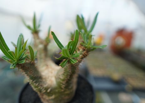 パキポディウム　グラキリス　Pachypodium  Gracilius No.6
