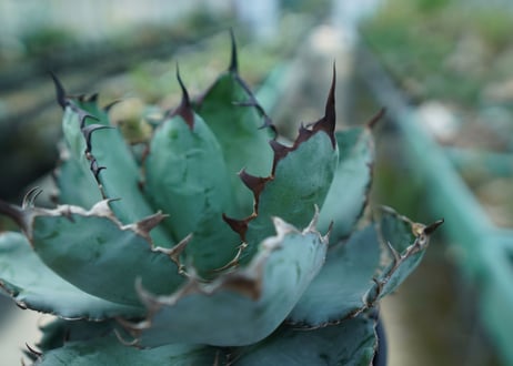 アガベ　チタノタ　 ブラックアンドブルー 　Agave titanota black and blue　No.4