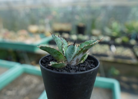 アガベ　チタノタ　 ブラックアンドブルー 　Agave titanota black and blue　No.9