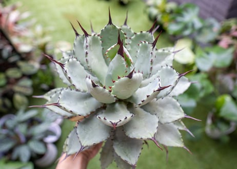 Agave macroacantha x Potatorum 中 NO.3 (G)