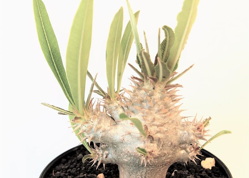 パキポディウム イノピナツム 実生 №3 | mana's farm:塊根植物