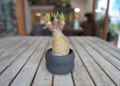 パキポディウム　グラキリス　 Pachypodium Gracilius