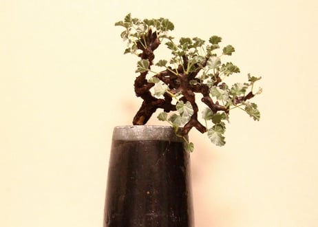 ペラルゴニウム　ミラビレ　Pelargonium mirabile