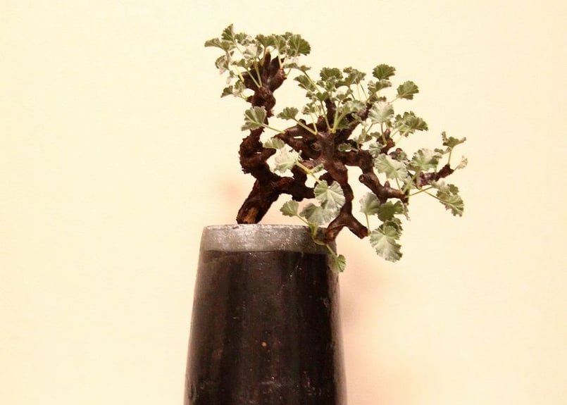 ペラルゴニウム ミラビレ Pelargonium mirabile | mana's farm