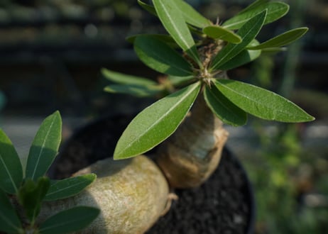 パキポディウム マカイエンセ　Pachypodium makayense　No.4
