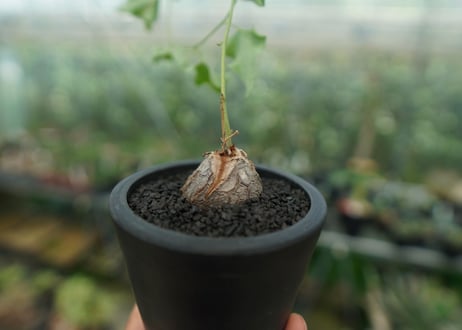 ディオスコレア　シルバティカ　Dioscorea sylvatica No.1