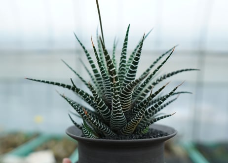 ハオルチア　十二の巻　Haworthia fasciata