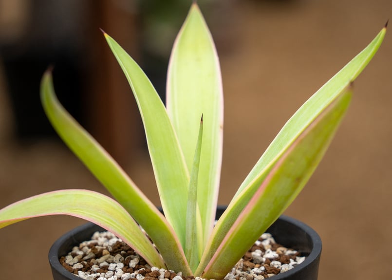 アガベ ベネズエラ 沖縄管理株 | mana's farm:塊根植物・アガベ