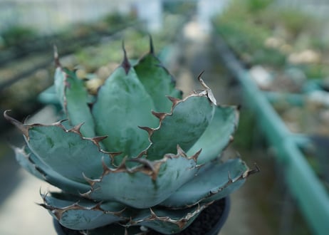 アガベ　チタノタ　 ブラックアンドブルー 　Agave titanota black and blue　No.9