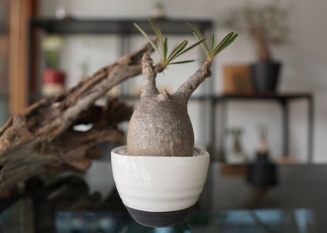 パキポディウム　グラキリス　 Pachypodium Gracilius