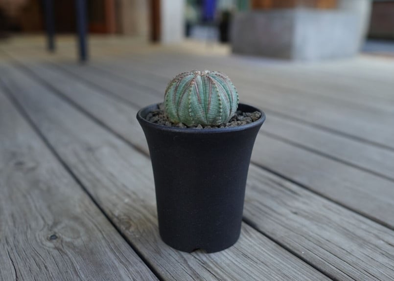 ユーフォルビア オベサ euphorbia Obesa | mana's farm:塊根植物・