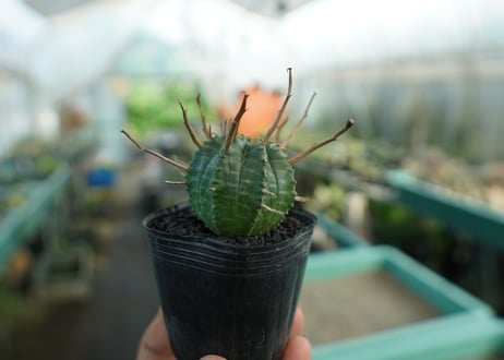 ユーフォルビア　スーパーバリダ　Euphorbia super valida  No.5