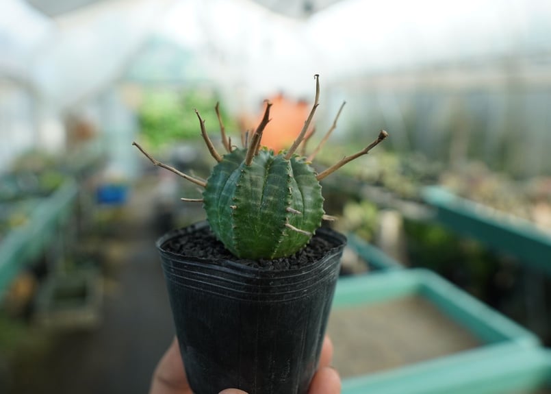 ユーフォルビア スーパーバリダ Euphorbia super valida No.5 |