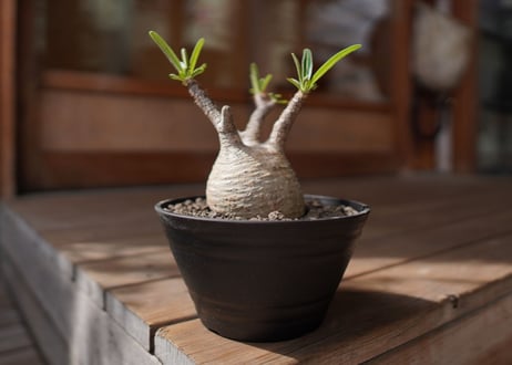 パキポディウム　グラキリス　 Pachypodium Gracilius