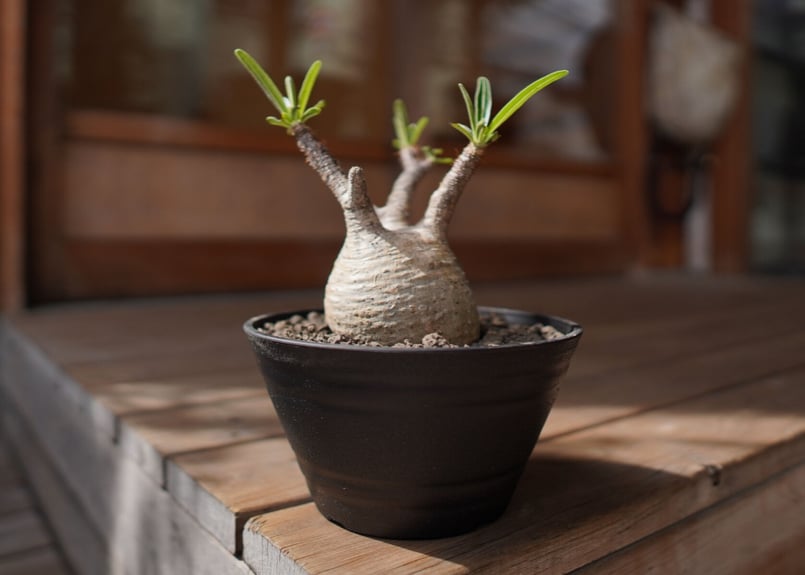 パキポディウム グラキリス Pachypodium Gracilius | mana's f