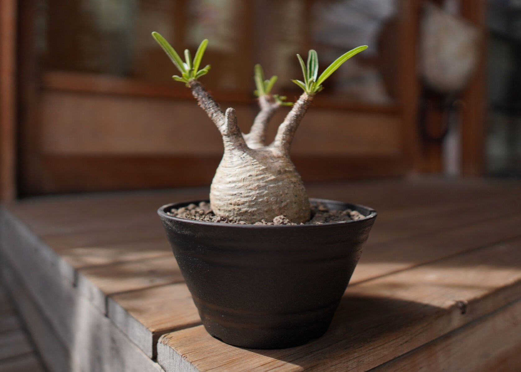 パキポディウム グラキリス Pachypodium Gracilius | mana's f