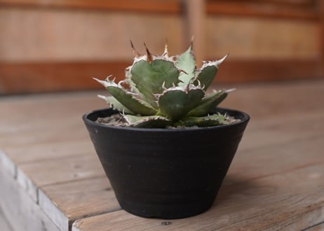 Agave titanota FO-76 A NO.1