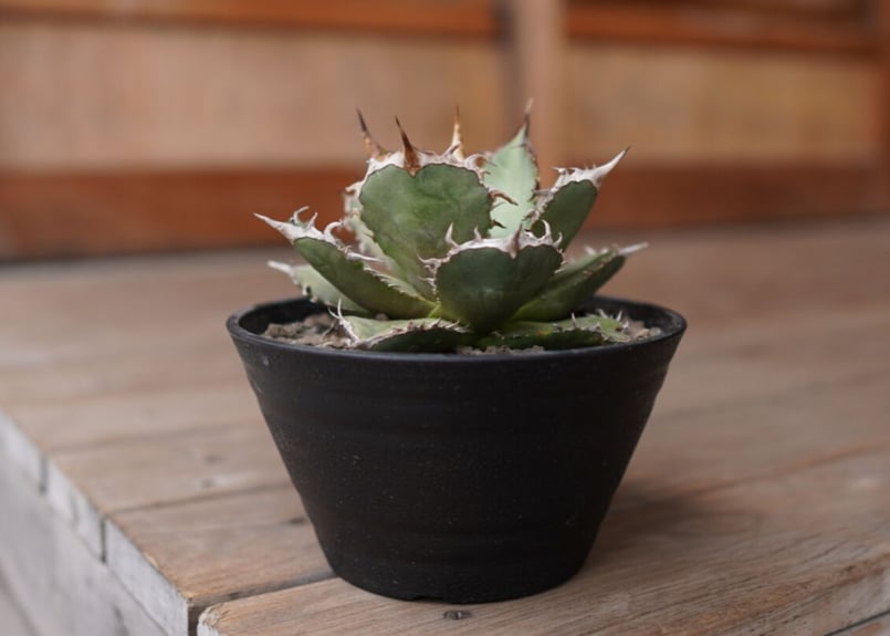 Agave titanota FO-76 A NO.1 | mana's farm:塊根植物・