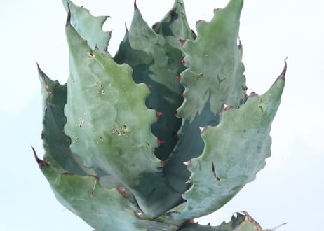 Agave colorata