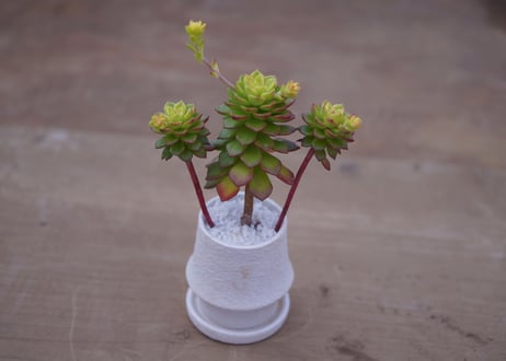 セデベリア　レティジア Sedeveria 'Letizia'
